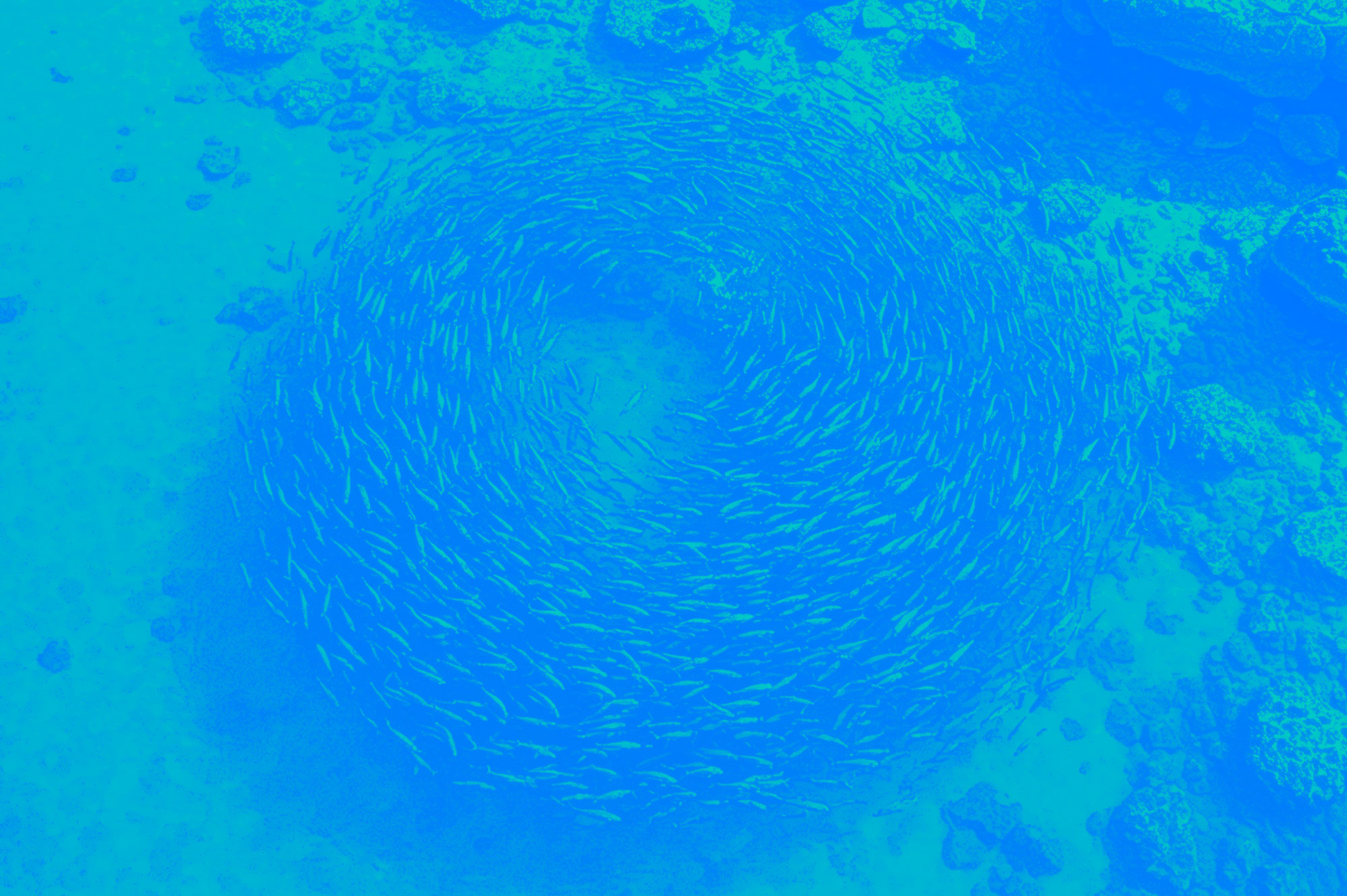 The Sea of Sameness is Rising